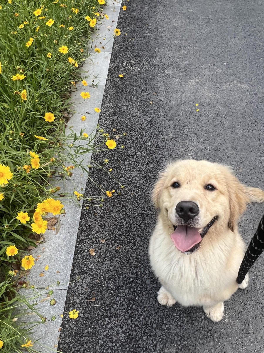 JHMMBC_S2's tweet photo. Nothing beats coming home to your pup’s wagging tail  Small joys make the best days. https://t.co/Y3bnYdK9vN