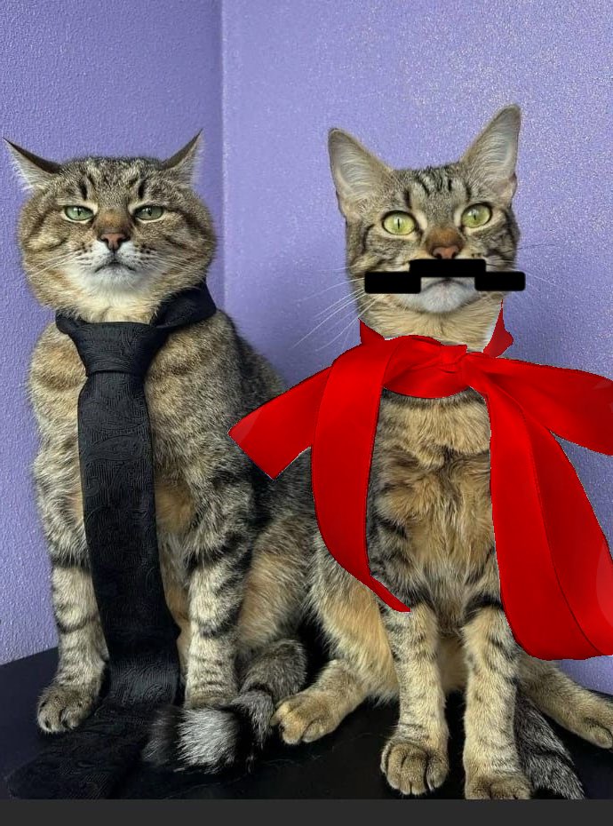 catsformumbo's tweet photo. no editing btw they just do that… haha.. https://t.co/qBgEpwiFKM
