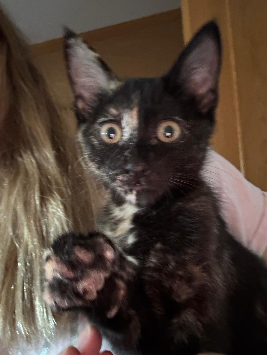 SilviaMylo's tweet photo. Tiene dos mesecitos se la ha encontrado una chica, se la ha llevado para que no le pasara nada en la calle pero no se la puede quedar 😢💔
Pero si es preciosa, vamos a buscarle una buena familia, además es muy buena 🙏🏻
Madrid
696170785 https://t.co/nVD53dqoGR