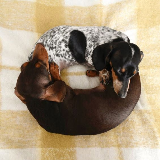 salsichinhas's tweet photo. Rosquinha metade chocolate e metade flocos https://t.co/8fB5BenRYm