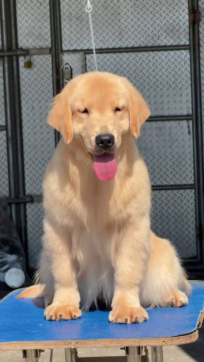 10KDHA's tweet photo. My little furball just hit their 6-month mark! Watching them go from wobbly tiny pup to zooming, mischievous bean every day is the best joy. https://t.co/tE3YJ9VtOL