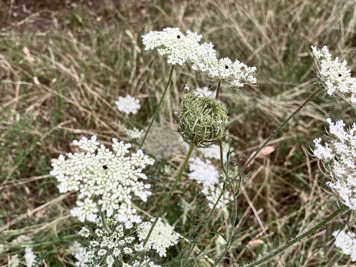 mazerscamp's tweet photo. One of my favourite wild flowers, wild carrot, is abundant this year and happily doing its thing in our local park - photo from this morning #SmallBeautiesHour https://t.co/riAeF7zJta
