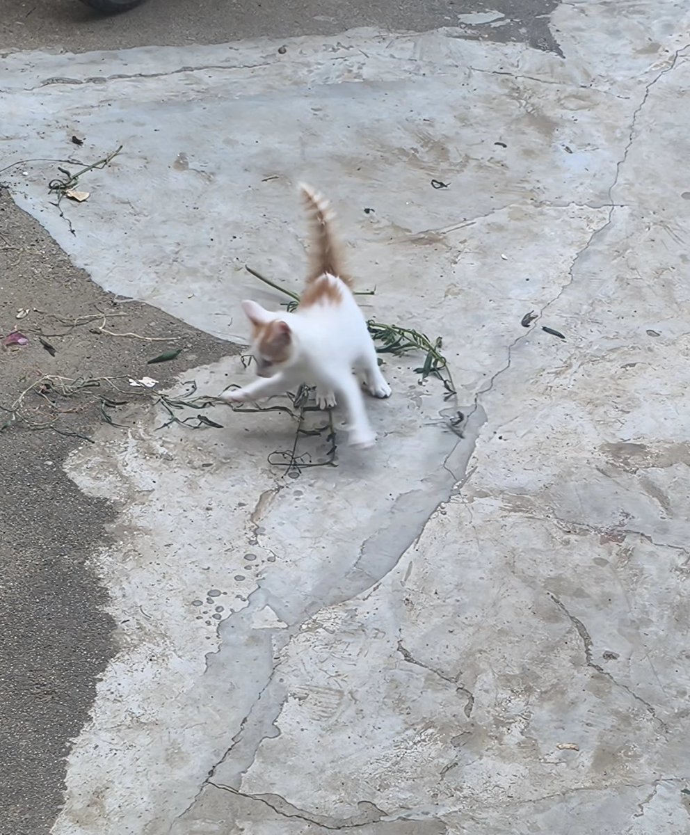 cat2087536's tweet photo. @breakcoreWTF 没我的好看！ https://t.co/jqNXRDU6Vt