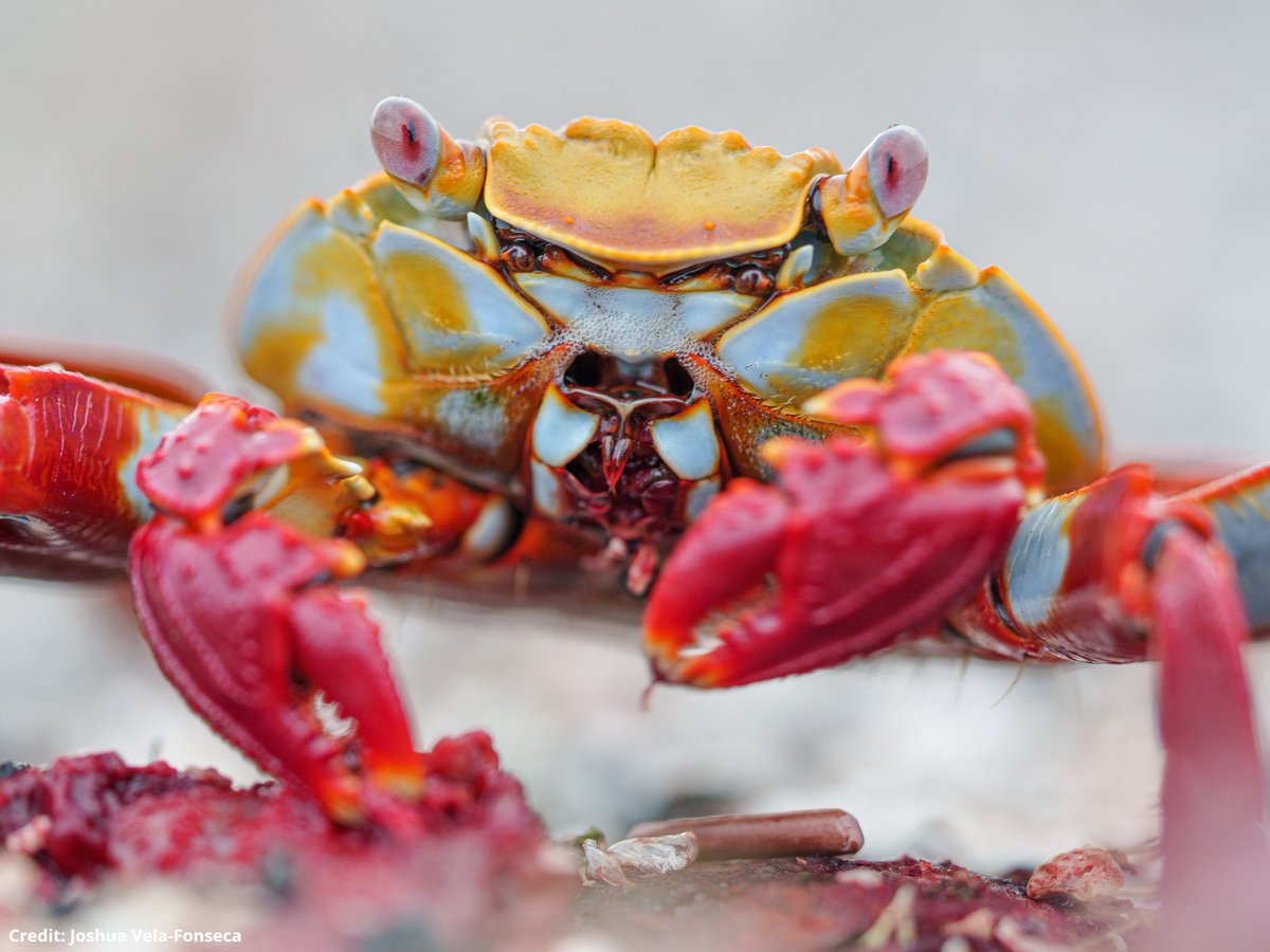oceana's tweet photo. 🦀 Meet the Sally lightfoot crab! 

These crabs start life as duller shades, but with each molt they undergo, their color gets brighter and brighter until it reaches vivid hues like these! https://t.co/SIr4gowrUx