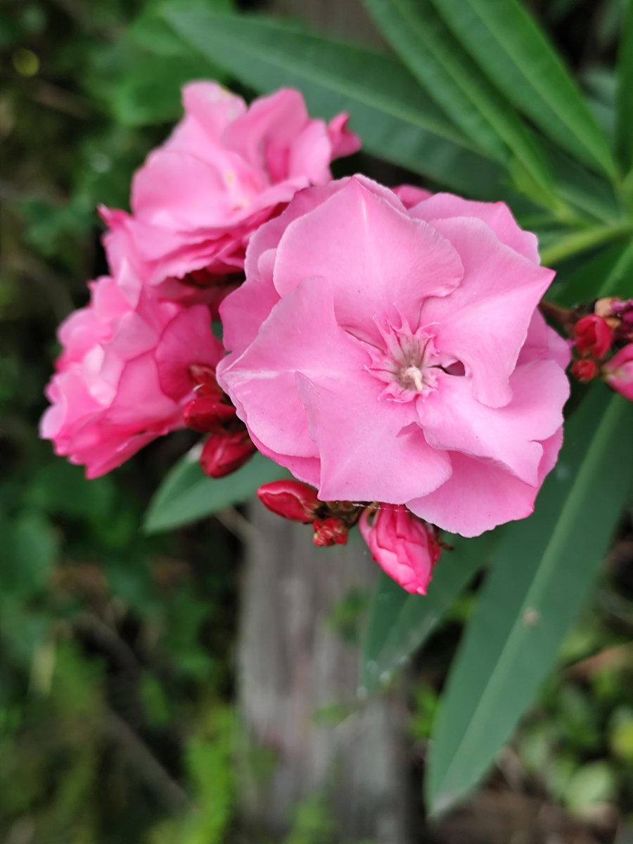 朝のピンク🩷のキョウチクトウの花です✨☺️