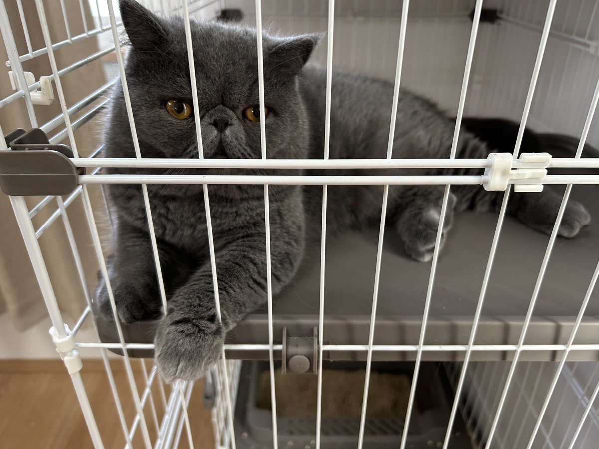 chocolattafeel's tweet photo. 開けてたのに部屋にこもってた猫様 https://t.co/9LqFRxPfyk