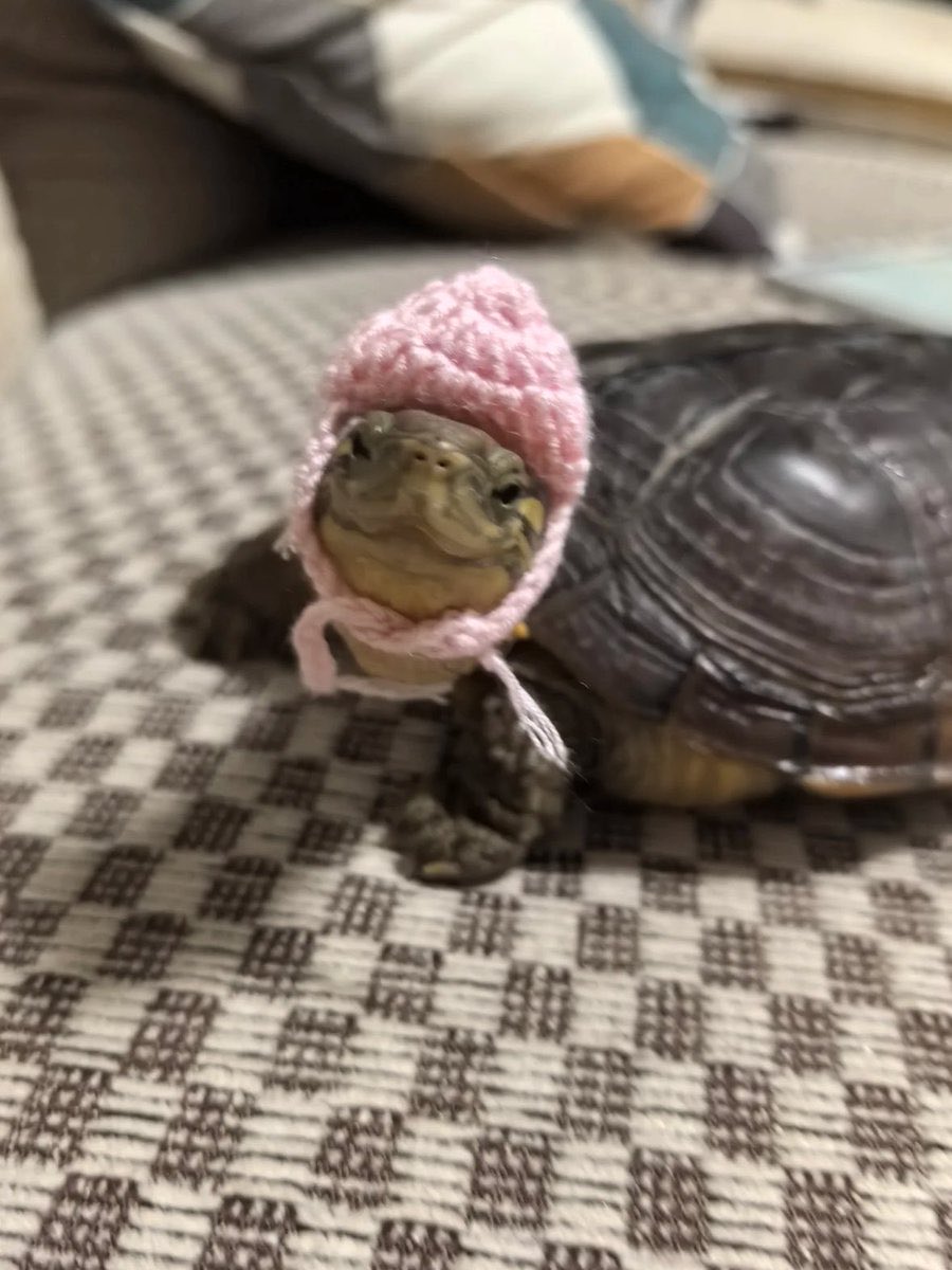 ElyfaeFeelings_'s tweet photo. 🐢 https://t.co/Dnmtg83h7r
