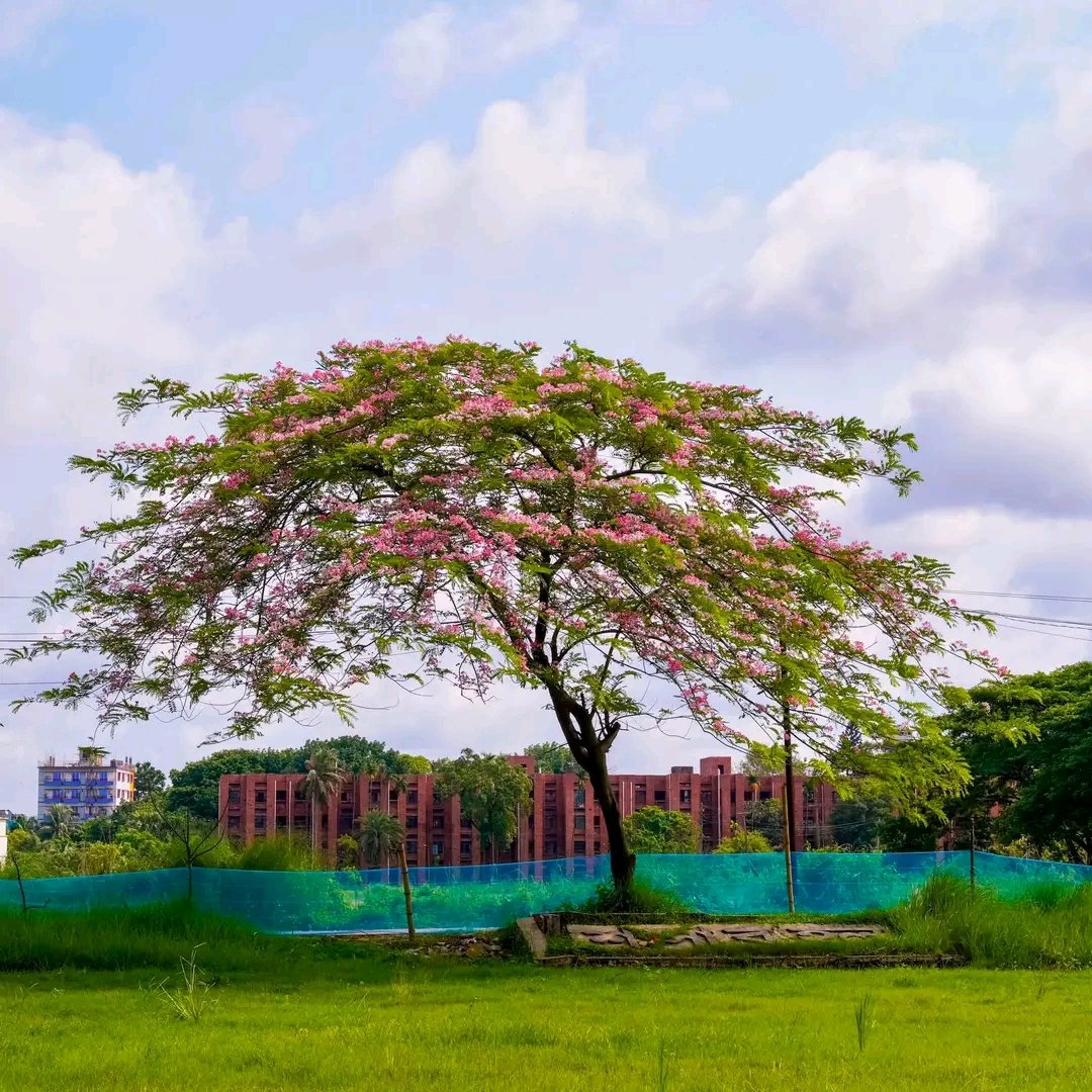 MejbahMoha408's tweet photo. জাহাঙ্গীরনগর ইউনিভার্সিটি 
সাভার,ঢাকা,বাংলাদেশ https://t.co/EQl7W5FK1p