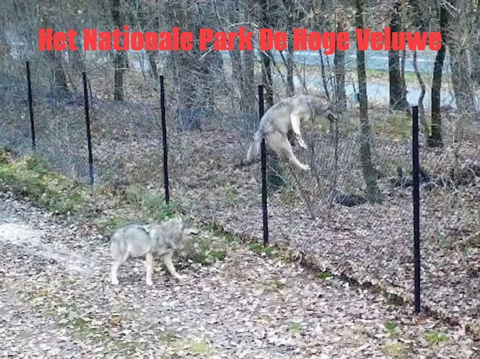 AvanStraaten's tweet photo. Vier jaar lang heb ik gewerkt aan een onderzoek naar wolvenhybridisatie. Daarbij werd ik geholpen door klokkenluiders, werkzaam voor diverse natuurorganisaties, maar die liever op de achtergrond blijven, omdat zij anders hun baan kwijt kunnen raken. Deze onmisbare hulplijnen besloten mij te helpen, omdat ze fel tegen de wolf zijn, veel wolven niet schuw zijn, sommige er niet uitzien als een echte wolf en zij bovendien geen vertrouwen hebben in BIJ12 en hun bevriende wolvenclubjes, omdat ze niet transparant zijn en alles onder de pet houden en liegen dat ze barsten.🤡

We hebben veel DNA verzameld, waaronder keutels, wolvenharen en monsters van door wolven aangevallen of aangevreten wild en landbouwhuisdieren, zowel in Nederland, Duitsland, België en Polen! De DNA-uitslagen die we ontvingen waren in veel gevallen bijzonder en riepen meer vragen op dan ze beantwoordden. Daarnaast heb ik vele Woo-documenten en andere gevoelige informatie verzameld die tal van tegenstrijdigheden blootleggen. Ook heb ik Staten- en Kamervragen laten indienen, waarvan de beantwoording zeer opmerkelijk was.

Hier kunt u de uitslag lezen van een DNA-onderzoek naar de haren die zijn aangetroffen op het hek van Nationaal Park De Hoge Veluwe.

Het forensisch laboratorium ForGen concludeerde dat er DNA is gevonden van een hondachtige, een vrouwtje. Een raszuivere wolf is volgens het rapport vrijwel uitgesloten. Hoewel een wolf-hondhybride op basis van een deel van het DNA niet volledig kon worden uitgesloten, wijst het mitochondriale DNA duidelijker op een huishond. De onderzoekers geven bovendien aan dat de beschikbare DNA-sporen beperkt waren, maar dat dit de eindconclusie nauwelijks beïnvloedt. ( LET OP FOTO’S ZIJN TER ILLUSTRATIE!)

Volgens de overheid en de betrokken wolvenorganisaties is ForGen een laboratorium van discutabele kwaliteit.

In de tussentijd liet de Provincie Gelderland, naar aanleiding van een motie van Statenlid Eric Kemperman in 2023-2024 een zogenaamd aanvullend onafhankelijk onderzoek naar wolvenhybridisatie uitvoeren. Van die onafhankelijkheid was echter weinig sprake. De ambtenaren stapten rechtstreeks naar BIJ12 voor ondersteuning en het INBO ( Instituut Natuur en Bosonderzoek België) mocht het laboratorium uitzoeken. Uiteindelijk viel de keuze op het Sloveense onderzoeksinstituut DivjaLabs.🙈

WENR/WUR selecteerde 11 monsters, waarvan er uiteindelijk slechts 9 bruikbaar waren. Opmerkelijk was dat het DNA van onder andere een dode wolf uit Het Nationale Park De Hoge Veluwe ineens niet bruikbaar was. Dat riep bij mij gelijk vragen op, zeker omdat tegenwoordig zelfs uit zeer oud materiaal, zoals een veenlijk, nog DNA kan worden geanalyseerd. Wat mij betreft was ook dit onderzoek weer een verspilling van belastinggeld. Dat rapport had van mij linea recta de open haard in gedonderd mogen worden. 

Ik heb alles op een rij gezet de afgelopen maanden. Wat mij betreft is het nu aan de overheid om mijn bevindingen en alle tegenstrijdigheden eindelijk eens uit te leggen. Daarom ben ik bezig met een uitgebreide set Kamervragen. Deze stap kan en wil ik niet overslaan. Ik ben benieuwd hoe de betrokken ambtenaren, inclusief BIJ12, zich hier straks weer uit gaan lullen. En ja, ik verwacht dat ze dat opnieuw zullen proberen. Alleen deze keer ligt alles zwart op wit. Iedere uitvlucht, iedere draai en iedere halve waarheid zal ik naast de feiten inclusief de documenten leggen. En nee die documenten heb ik nog nooit met u gedeeld. En dan mag Nederland zelf beoordelen wie de waarheid spreekt!

Wordt vervolgd! 

Annemieke van Straaten

1/2⬇️ #wolf