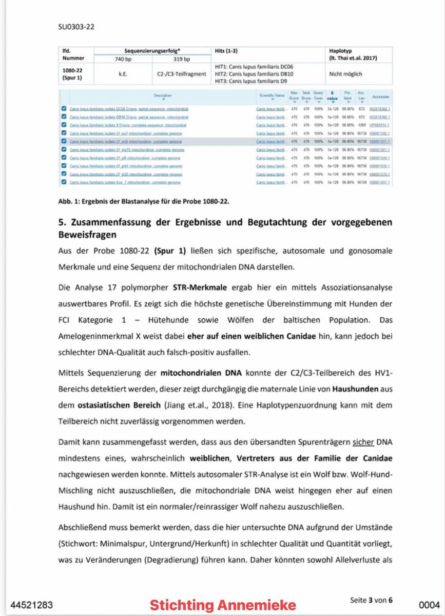 AvanStraaten's tweet photo. Vier jaar lang heb ik gewerkt aan een onderzoek naar wolvenhybridisatie. Daarbij werd ik geholpen door klokkenluiders, werkzaam voor diverse natuurorganisaties, maar die liever op de achtergrond blijven, omdat zij anders hun baan kwijt kunnen raken. Deze onmisbare hulplijnen besloten mij te helpen, omdat ze fel tegen de wolf zijn, veel wolven niet schuw zijn, sommige er niet uitzien als een echte wolf en zij bovendien geen vertrouwen hebben in BIJ12 en hun bevriende wolvenclubjes, omdat ze niet transparant zijn en alles onder de pet houden en liegen dat ze barsten.🤡

We hebben veel DNA verzameld, waaronder keutels, wolvenharen en monsters van door wolven aangevallen of aangevreten wild en landbouwhuisdieren, zowel in Nederland, Duitsland, België en Polen! De DNA-uitslagen die we ontvingen waren in veel gevallen bijzonder en riepen meer vragen op dan ze beantwoordden. Daarnaast heb ik vele Woo-documenten en andere gevoelige informatie verzameld die tal van tegenstrijdigheden blootleggen. Ook heb ik Staten- en Kamervragen laten indienen, waarvan de beantwoording zeer opmerkelijk was.

Hier kunt u de uitslag lezen van een DNA-onderzoek naar de haren die zijn aangetroffen op het hek van Nationaal Park De Hoge Veluwe.

Het forensisch laboratorium ForGen concludeerde dat er DNA is gevonden van een hondachtige, een vrouwtje. Een raszuivere wolf is volgens het rapport vrijwel uitgesloten. Hoewel een wolf-hondhybride op basis van een deel van het DNA niet volledig kon worden uitgesloten, wijst het mitochondriale DNA duidelijker op een huishond. De onderzoekers geven bovendien aan dat de beschikbare DNA-sporen beperkt waren, maar dat dit de eindconclusie nauwelijks beïnvloedt. ( LET OP FOTO’S ZIJN TER ILLUSTRATIE!)

Volgens de overheid en de betrokken wolvenorganisaties is ForGen een laboratorium van discutabele kwaliteit.

In de tussentijd liet de Provincie Gelderland, naar aanleiding van een motie van Statenlid Eric Kemperman in 2023-2024 een zogenaamd aanvullend onafhankelijk onderzoek naar wolvenhybridisatie uitvoeren. Van die onafhankelijkheid was echter weinig sprake. De ambtenaren stapten rechtstreeks naar BIJ12 voor ondersteuning en het INBO ( Instituut Natuur en Bosonderzoek België) mocht het laboratorium uitzoeken. Uiteindelijk viel de keuze op het Sloveense onderzoeksinstituut DivjaLabs.🙈

WENR/WUR selecteerde 11 monsters, waarvan er uiteindelijk slechts 9 bruikbaar waren. Opmerkelijk was dat het DNA van onder andere een dode wolf uit Het Nationale Park De Hoge Veluwe ineens niet bruikbaar was. Dat riep bij mij gelijk vragen op, zeker omdat tegenwoordig zelfs uit zeer oud materiaal, zoals een veenlijk, nog DNA kan worden geanalyseerd. Wat mij betreft was ook dit onderzoek weer een verspilling van belastinggeld. Dat rapport had van mij linea recta de open haard in gedonderd mogen worden. 

Ik heb alles op een rij gezet de afgelopen maanden. Wat mij betreft is het nu aan de overheid om mijn bevindingen en alle tegenstrijdigheden eindelijk eens uit te leggen. Daarom ben ik bezig met een uitgebreide set Kamervragen. Deze stap kan en wil ik niet overslaan. Ik ben benieuwd hoe de betrokken ambtenaren, inclusief BIJ12, zich hier straks weer uit gaan lullen. En ja, ik verwacht dat ze dat opnieuw zullen proberen. Alleen deze keer ligt alles zwart op wit. Iedere uitvlucht, iedere draai en iedere halve waarheid zal ik naast de feiten inclusief de documenten leggen. En nee die documenten heb ik nog nooit met u gedeeld. En dan mag Nederland zelf beoordelen wie de waarheid spreekt!

Wordt vervolgd! 

Annemieke van Straaten

1/2⬇️ #wolf