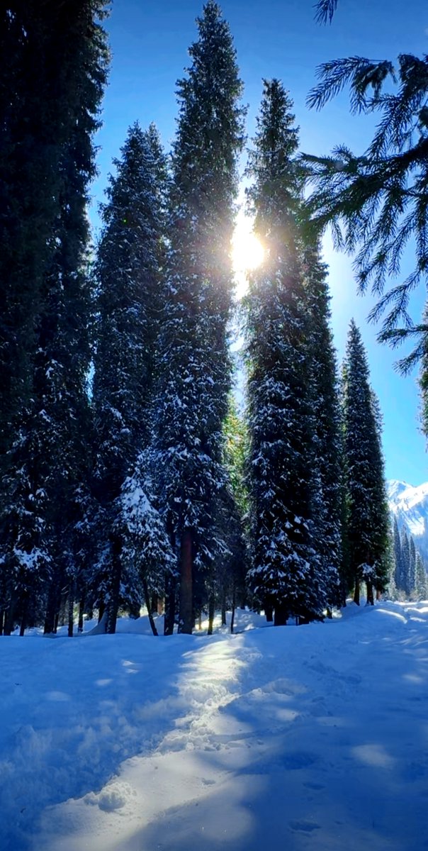 San__E2's tweet photo. [Woke up to snow-dusted mountain peaks and the crisp smell of pine—this small alpine village has my heart ]， https://t.co/Zh8FkKY1bJ