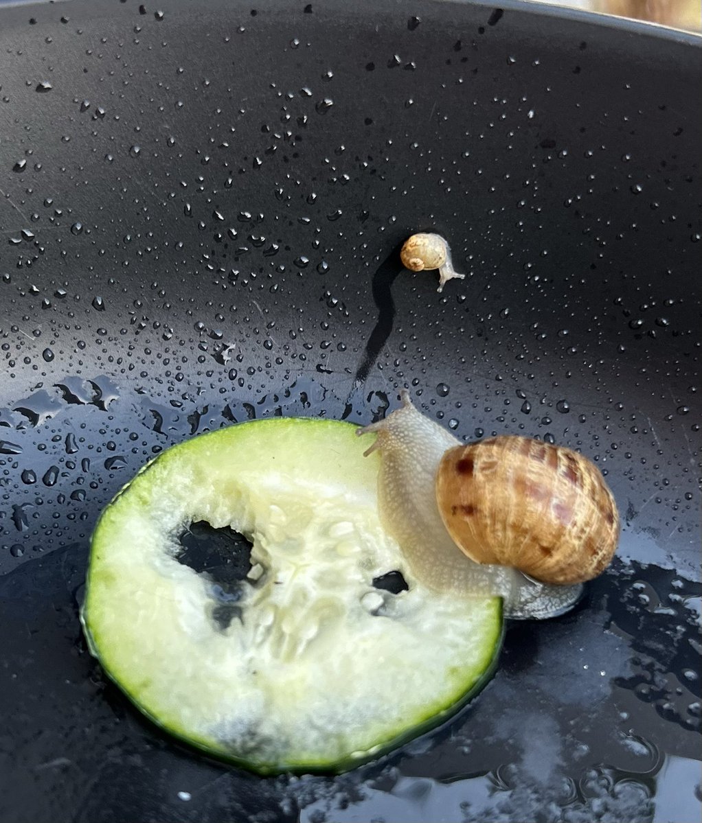 InsatiableVoid_'s tweet photo. It’s been so hot where I live, so I decided to make a little veggie buffet for the poor dehydrated snails in my backyard that have to live through this heat 🥹 They loved the cucumber and apple the most! LOOK AT THE LITTLE BABY RIDING THE WALL, SUCH A CUTIE PATOOTIE!! 🐌 https://t.co/uWtKJCq6kB