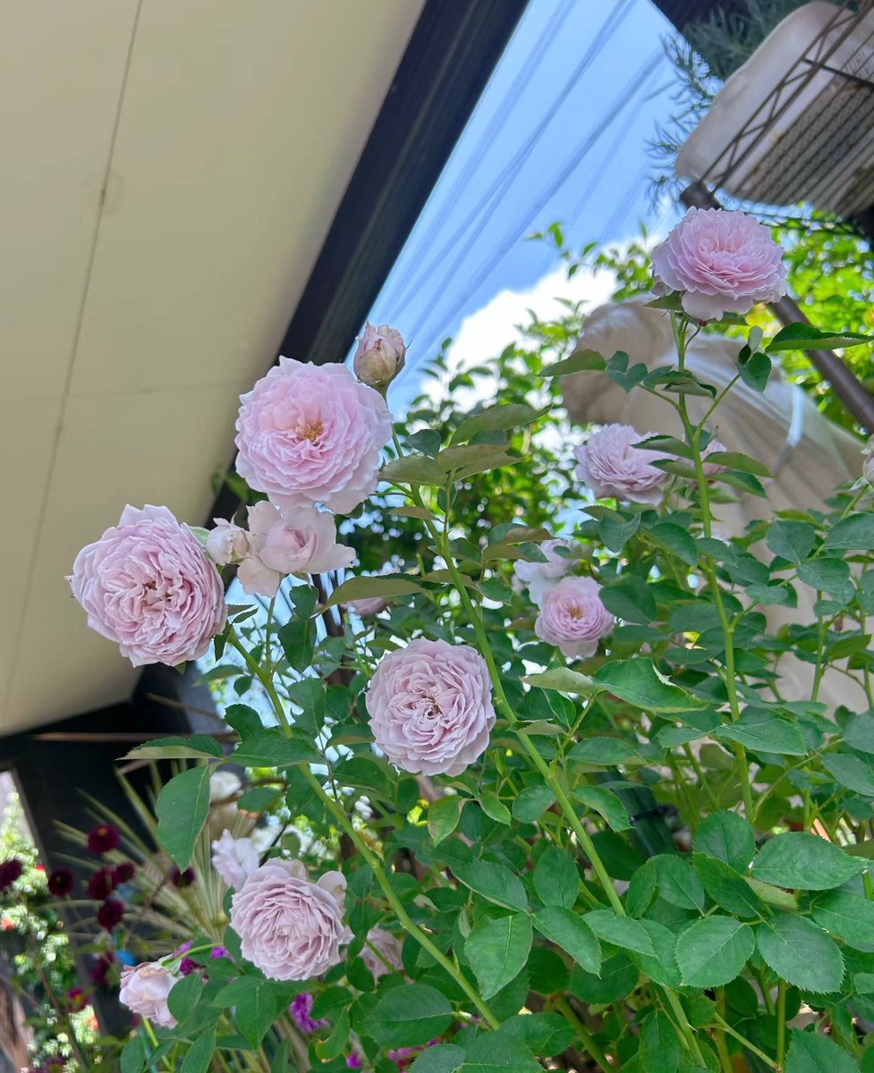 Dolly_Mom16's tweet photo. Instead of complaining that the rose bush is full of thorns, it's better to be grateful that roses have grown in it at all🌹 https://t.co/qV6AX2BwmR