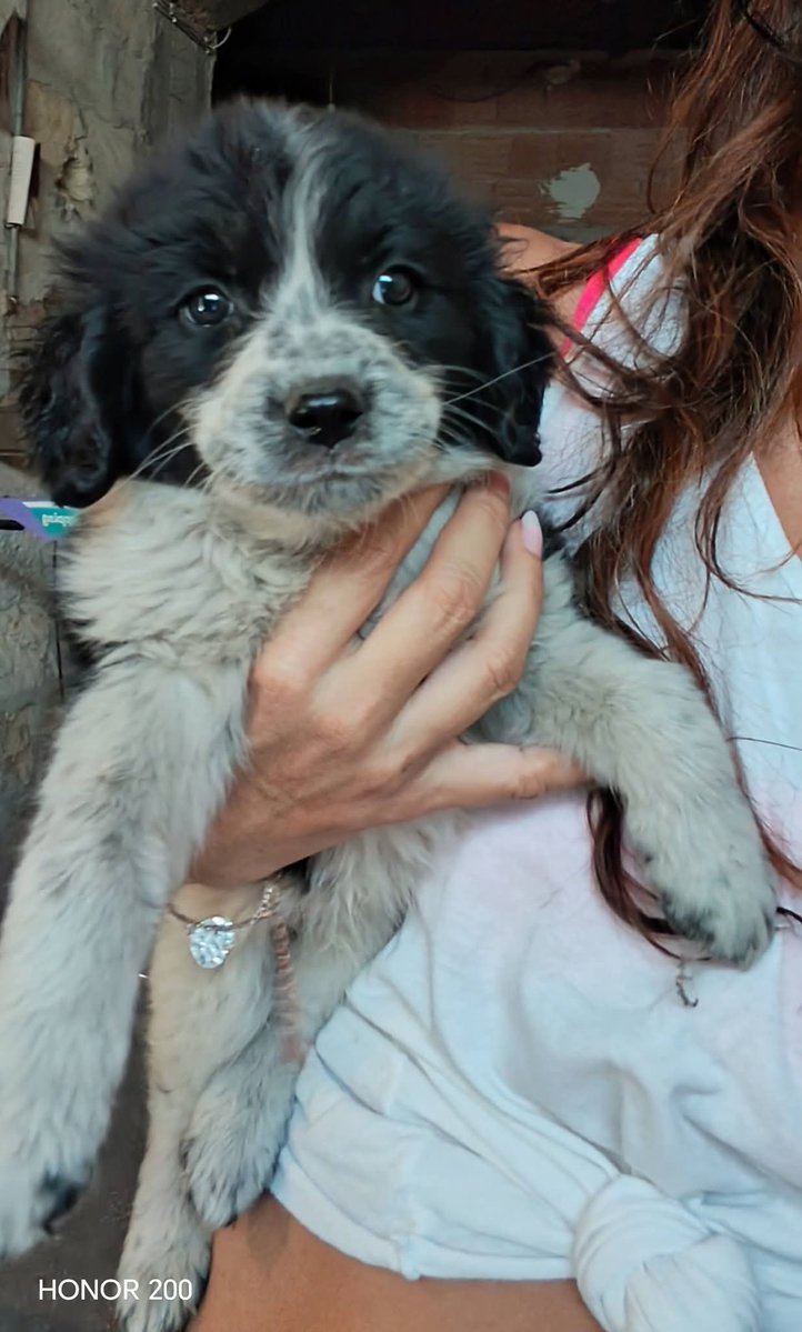 unonlus's tweet photo. #cercafamiglia urgentissimo! #Donatello, #Mia e #Barbarella: cuccioli futuri taglia media trovati soli in Sicilia. Ora in stallo provvisorio a Palermo, disposti a viaggiare con staffetta. Si affideranno dopo iter. Info WhatsApp: 3926145912 🐾❤️
#Marj https://t.co/2ZaZnhg7of