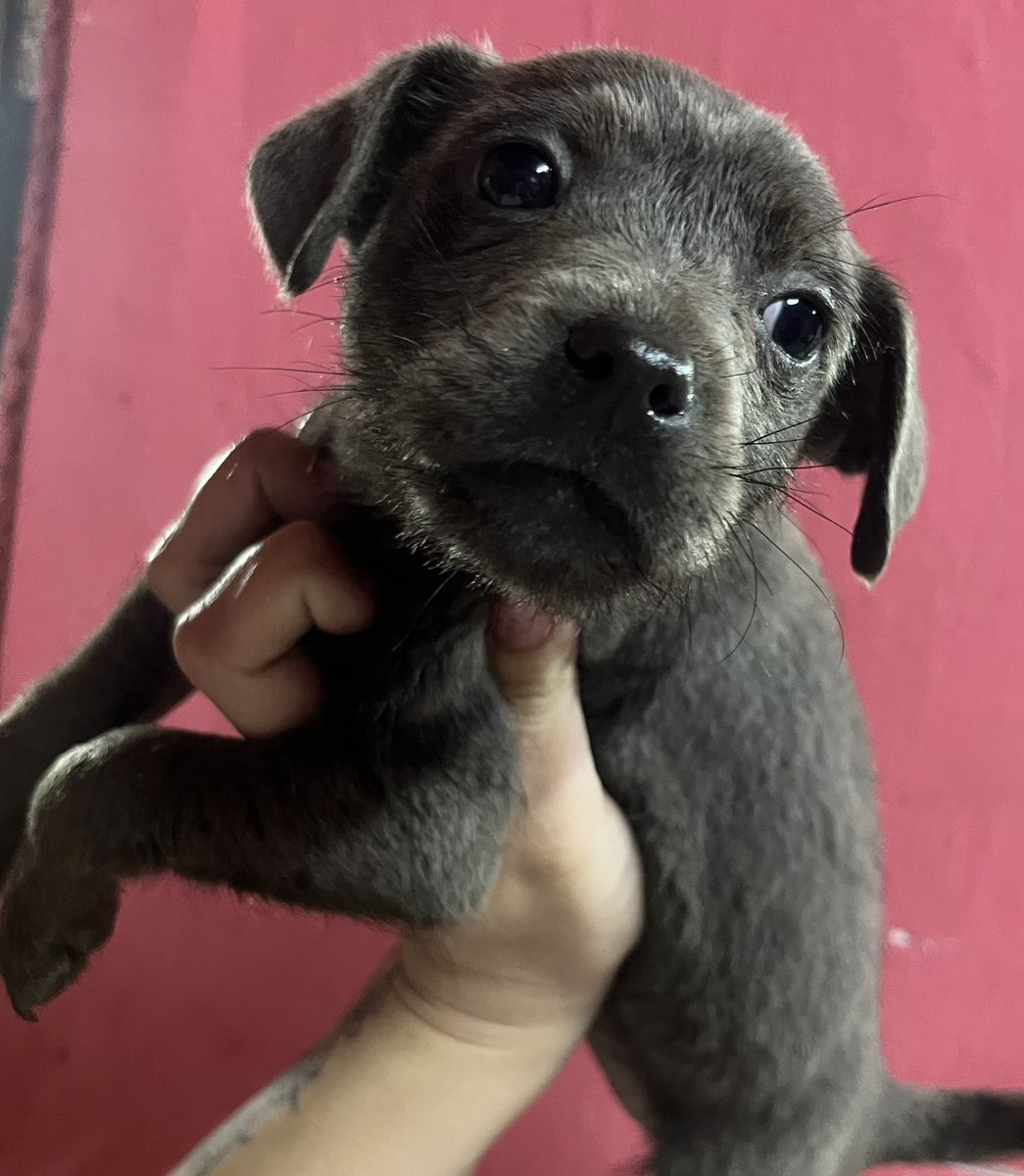 OMFA_Refugio's tweet photo. Está bebita sigue en adopción responsable. Va a ser tamaño chico a mediano 
Tiene 60 días y se entrega con seguimiento y compromiso de castracion obligatoria! Se encuentra en Moreno 
WhatsApp 1123750899 https://t.co/Lcdb2yFRQP