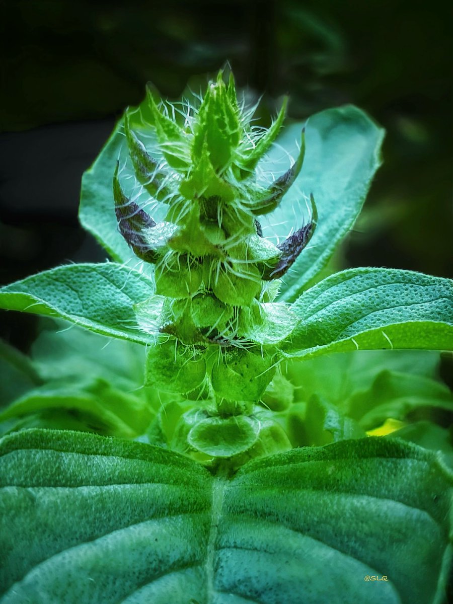 ShangrilaQuest's tweet photo. Basil about to bloom 🌿 That fuzzy flower spike is pure garden magic.
 #Basil #HerbGarden #MacroMagic

Another macro for MacroMonday✨💚📸 https://t.co/pekkWH8EkI