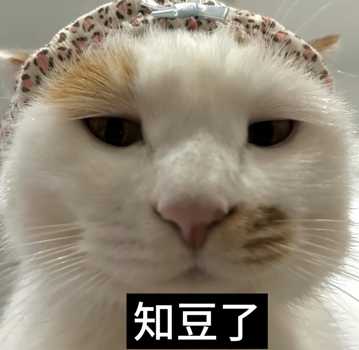 Judy177208's tweet photo. 我的流量���是一天不如一天🫩#女大学生 https://t.co/BDgnbkebec
