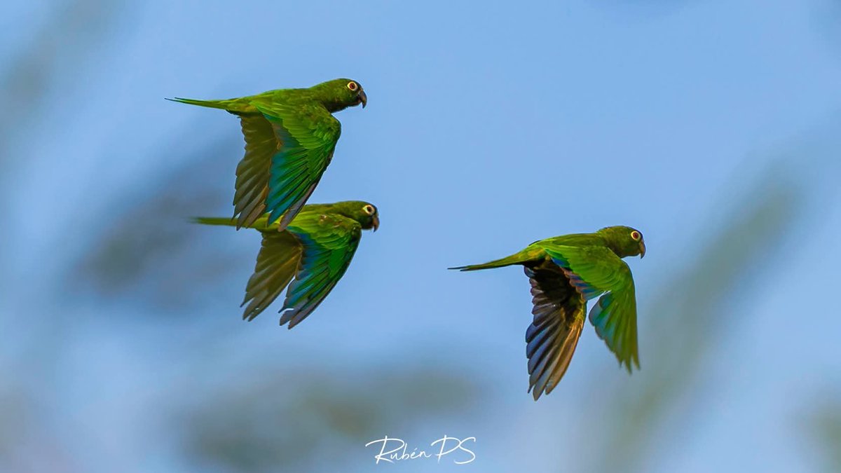 PerikitaJackson's tweet photo. Aqui volando un rato con mis reales. Ya terminó el Mundial? #संसद_मार्च https://t.co/rVFPmpYk5A