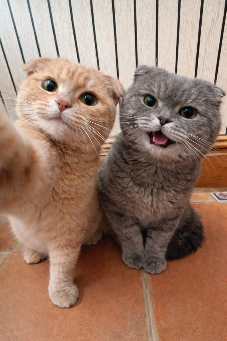 nekocatts's tweet photo. Selfie 🤳 https://t.co/DStDmXodTe