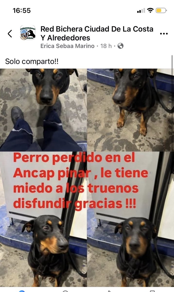 Adriana43587622's tweet photo. Dueños 🙏🏻🙏🏻🙏🏻urgente https://t.co/TaGbMYn0nA