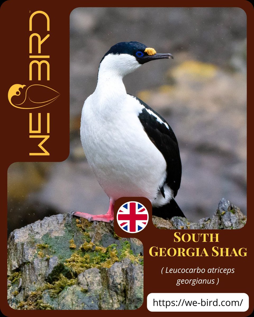 WeBirdTravel's tweet photo. Discover the beauties of the islands 🏝️ 🏔️
Find your expert local guide and make every expedition count.
📲 Download WeBird today and plan your next birding trip! 

South Georgia Shag (Leucocarbo atriceps georgianus)
📷️  @domenkatinka 

#WeBird #Southgeorgiashag #Birdwatching https://t.co/RCyroLTsSM
