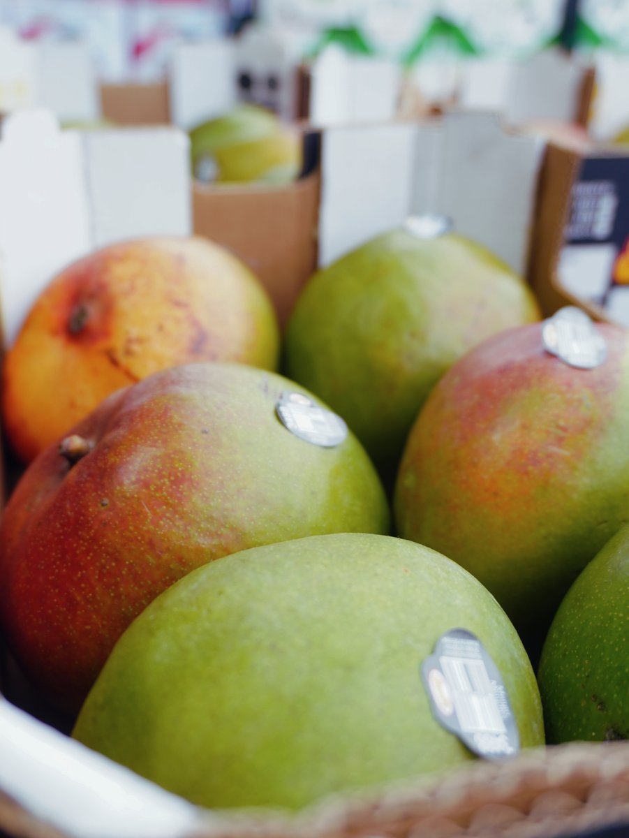 KimballProduce's tweet photo. Mexico Kent Mangos are looking exceptional. 🥭📦Beautiful color, excellent sizing, and the quality that continues to make Kent Mangos a dependable choice throughout the season. Another great program we're proud to showcase. #KentMangos #FreshProduce #ProduceIndustry https://t.co/NytYtQjaVd