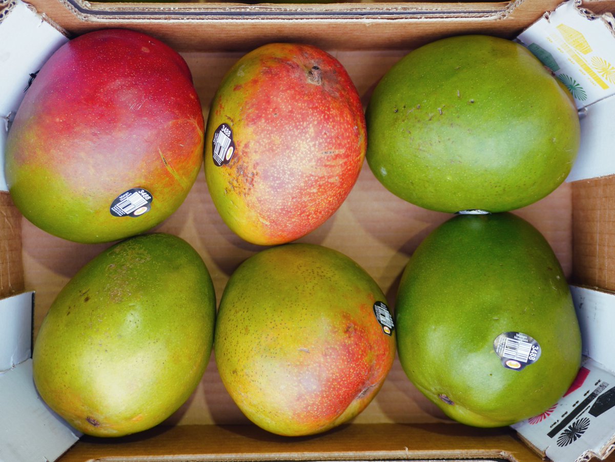 KimballProduce's tweet photo. Mexico Kent Mangos are looking exceptional. 🥭📦Beautiful color, excellent sizing, and the quality that continues to make Kent Mangos a dependable choice throughout the season. Another great program we're proud to showcase. #KentMangos #FreshProduce #ProduceIndustry https://t.co/NytYtQjaVd
