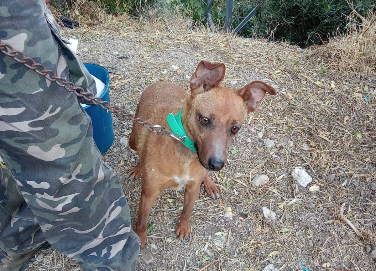NuevaVidaAdop's tweet photo. #madrid #URGENTE 
ESPERANCITA necesita #casadeacogida o #adopcion 
MALVIVE atada 24 horas: el cazador de turno NO la quiere
Tiene 2 años y pesa 12 kg 
Se entrega chipada,vacunada,desparasitada y CON compromiso de castracion 
CONTACTO 📩facenuevavida@gmail.com 
#ayuda #adopta https://t.co/nCHYCNFUEc