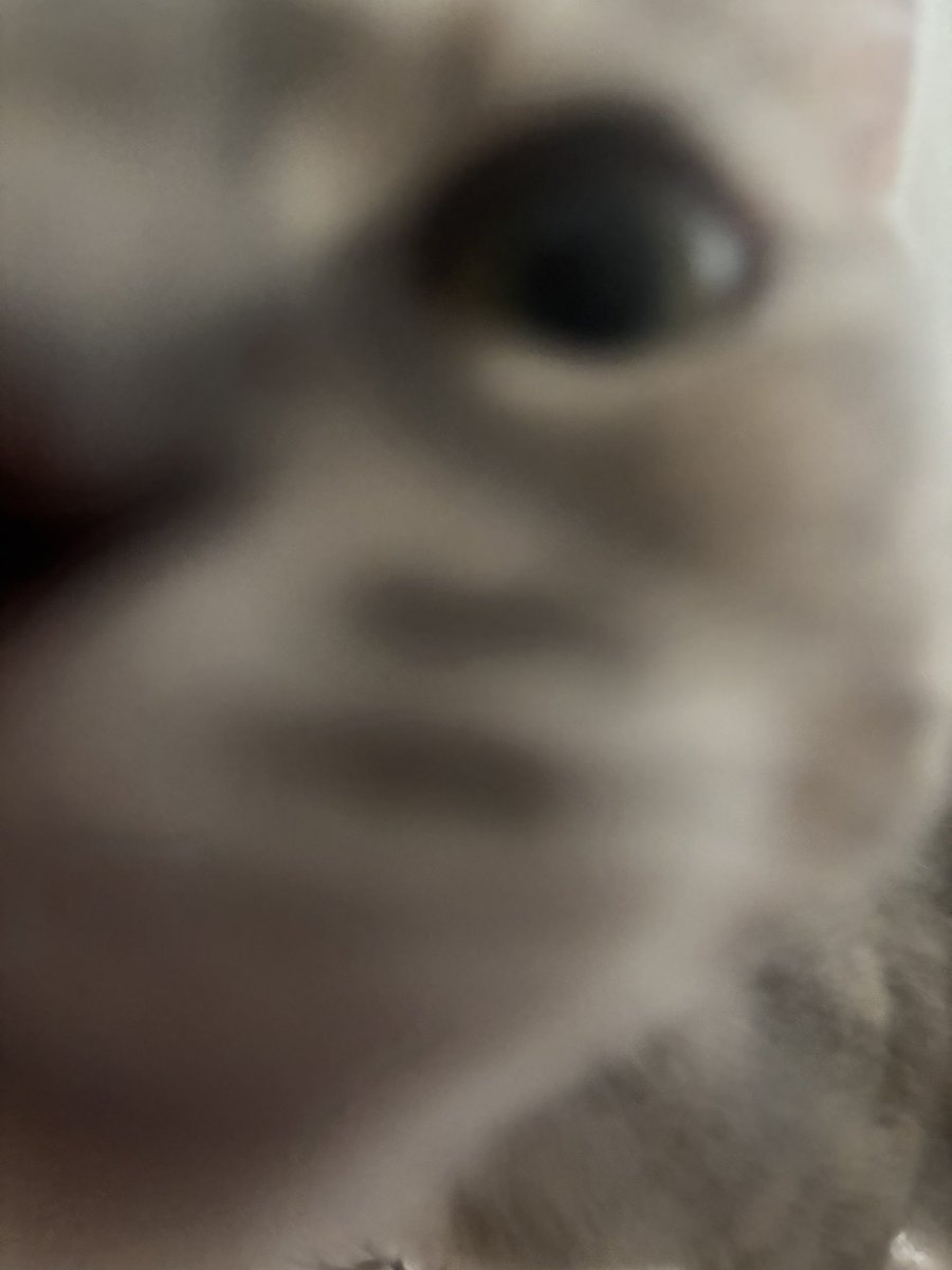 solaific's tweet photo. @ivynivek i return a close up of my kitty 🫡 https://t.co/zKaRbynREO