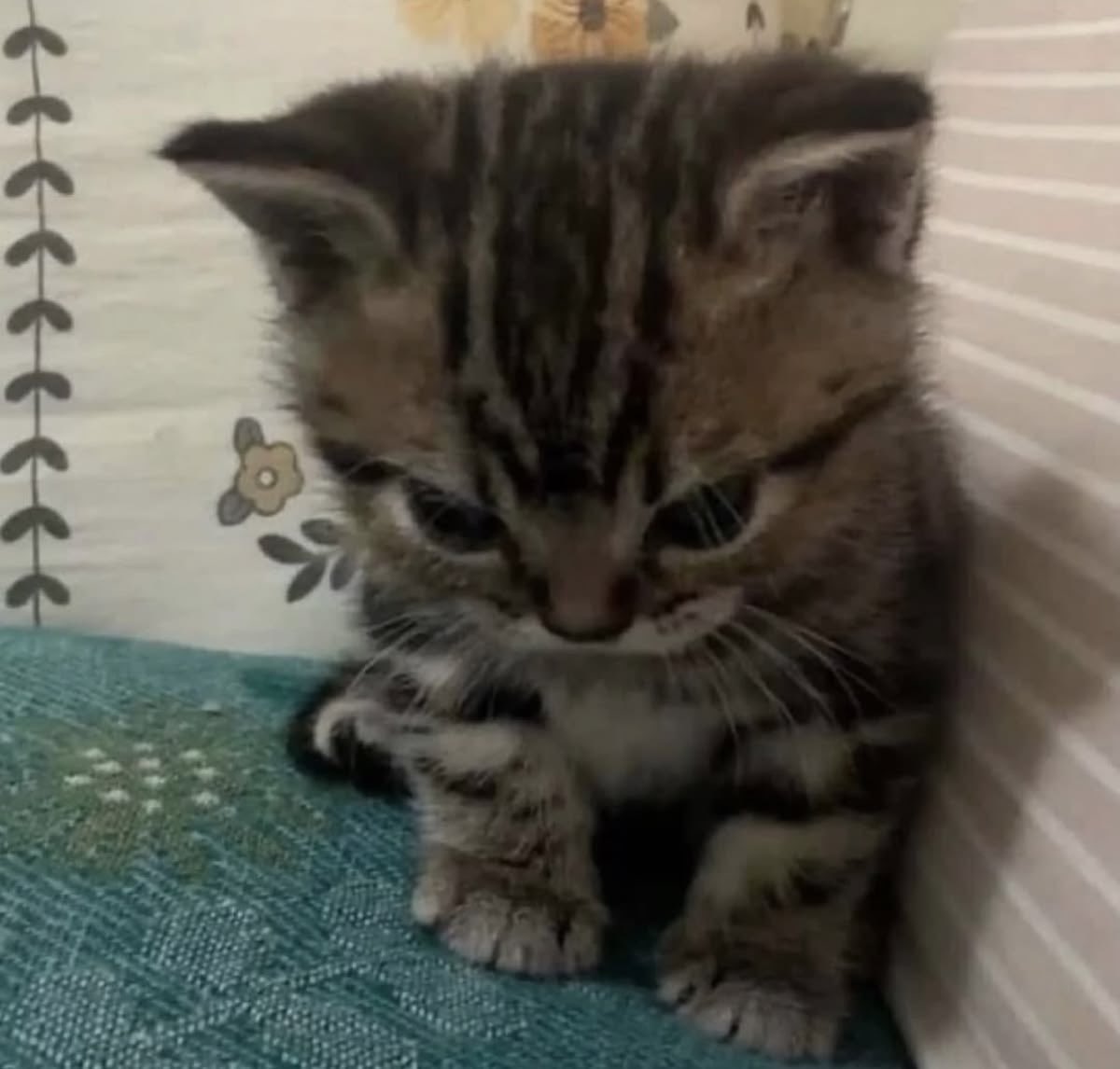 cielkawa's tweet photo. for a character allergic to cats, ciel is very cat like himself https://t.co/NvrMiRo5pi