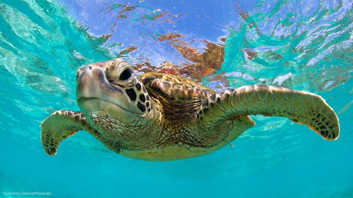 oceana's tweet photo. A plastic-free future IS possible if we take action.

Plastic pollution is a massive problem, but the solution is clear. We must stop it at the source.

Learn the facts &amp; discover real ways to help protect our oceans with our #PlasticFreeJuly checklist: https://t.co/pzFTwOLnyc https://t.co/JckkzRDZvK
