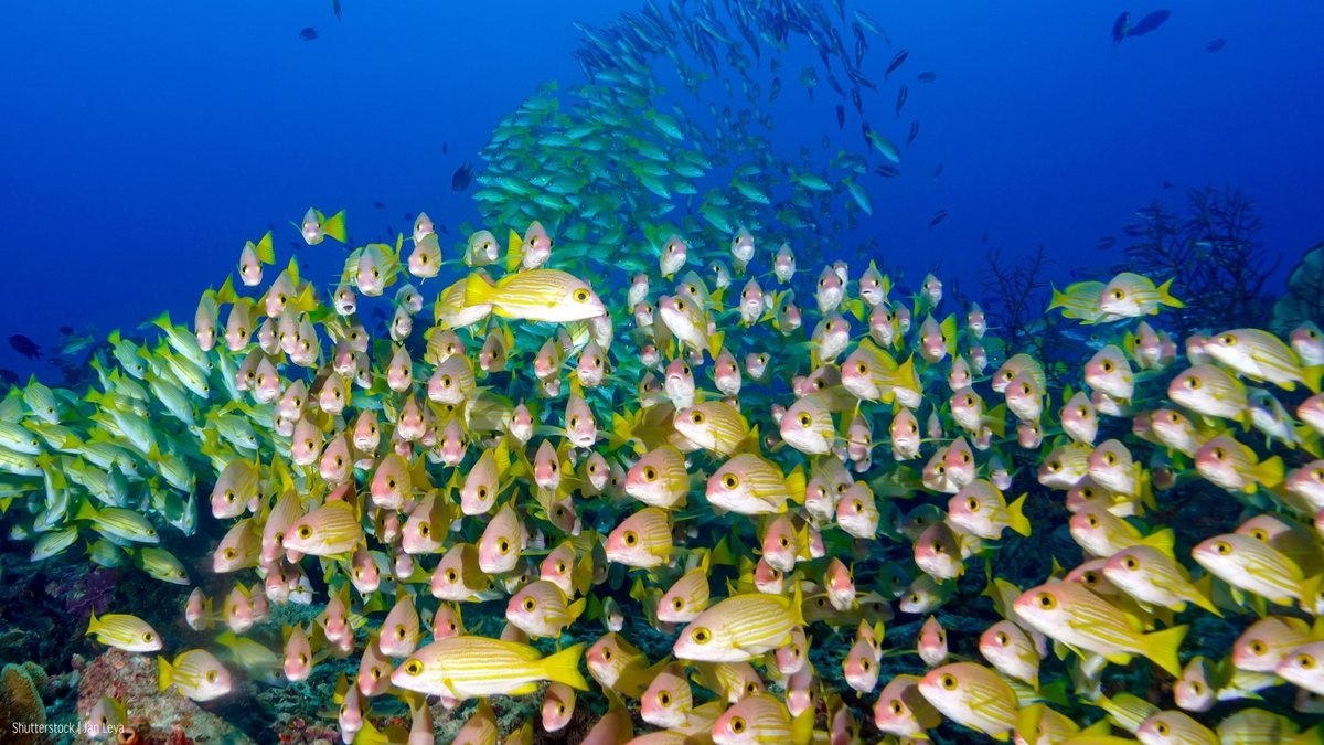 oceana's tweet photo. A plastic-free future IS possible if we take action.

Plastic pollution is a massive problem, but the solution is clear. We must stop it at the source.

Learn the facts &amp; discover real ways to help protect our oceans with our #PlasticFreeJuly checklist: https://t.co/pzFTwOLnyc https://t.co/JckkzRDZvK