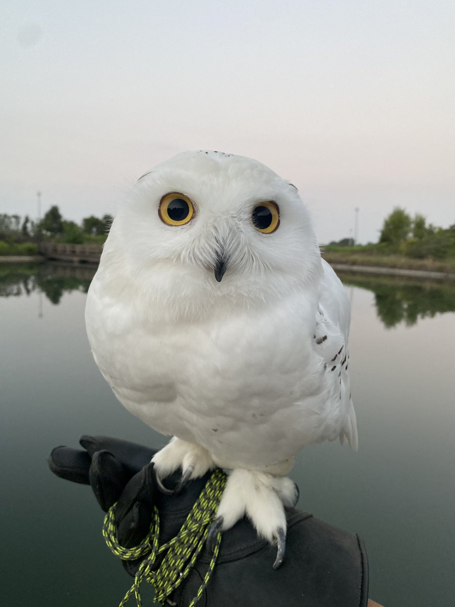 wattan0214's tweet photo. Morning walk 𓅓

朝さんぽ 𓅓

#snowyowl #シロフクロウ #fluffy #floof #birdlovers https://t.co/d4wdpq0Spk