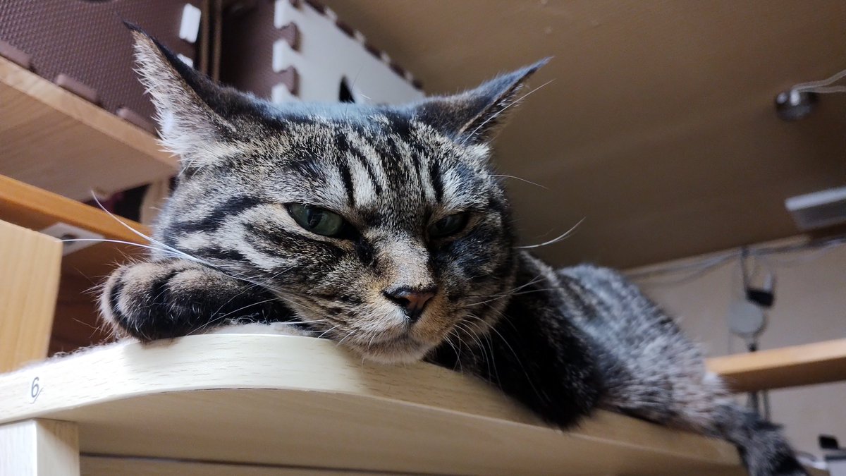 kaoru0532's tweet photo. 朝から♂同士でイチャイチャする私たちを限りなく冷めた目で見るメス猫。 https://t.co/zZrZbRwNlu