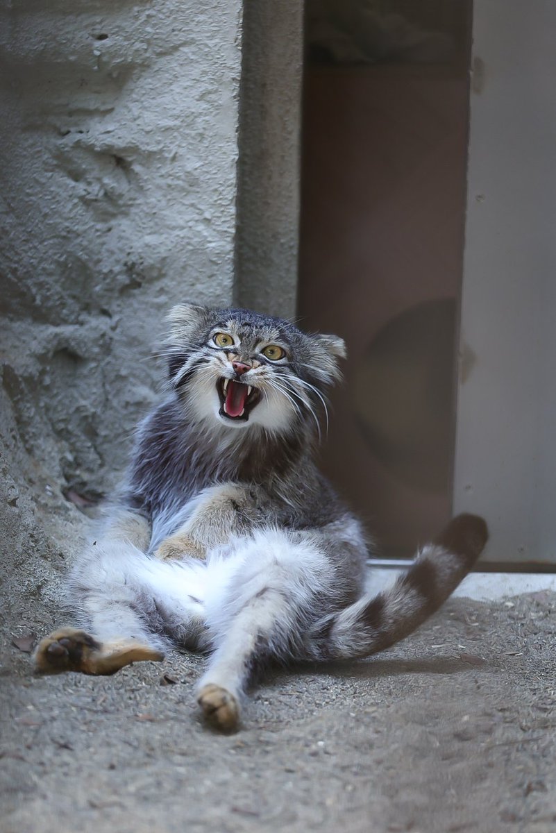 Rockleohana's tweet photo. マヌルネコのフィーガでGood morning🏘

#マヌルネコ    #フィーガ     #pallascat
#野毛山動物園 https://t.co/qW7CQohigK