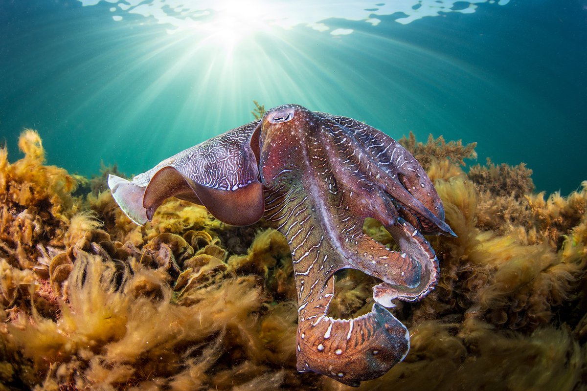 oceanconseocef's tweet photo. https://t.co/sfiGiNNhSN