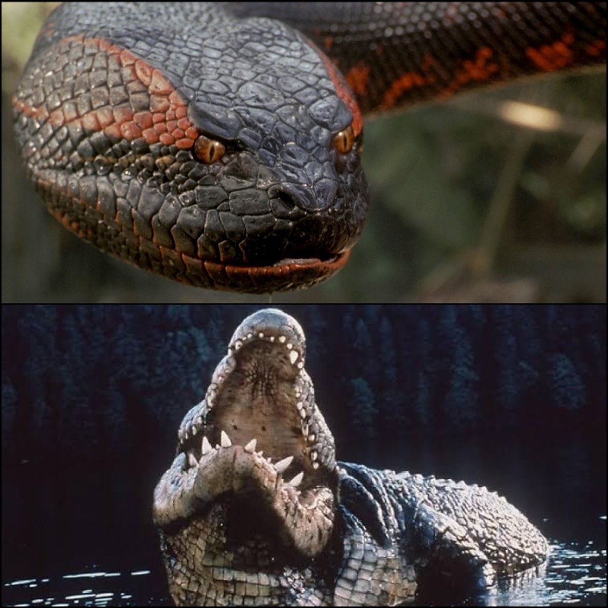 HookedonHorror's tweet photo. Battle of the 90s Monster Movies
You picking Anaconda or Lake Placid?🐍🐊
#90s #monstermonday #horrormovies #anaconda #lakeplacid #horror https://t.co/8Jy8uJc656