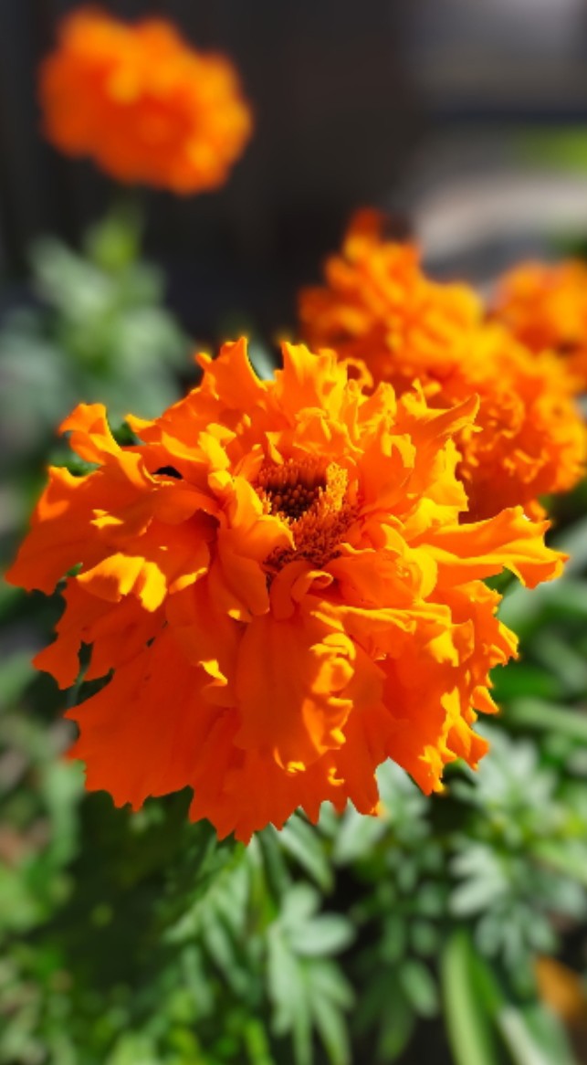 NikolaDiredja3's tweet photo. Bunga pilihanku hari ini adalah Gemitir (African marigolds) 🧡🌱

Untuk pengingat bahwa hidup ini indah dan layak disyukuri disetiap detiknya. 

HAPPY TUESDAY! ✨

#Goodmorningeveryone 
#Orangeflower https://t.co/vde8aS31YZ
