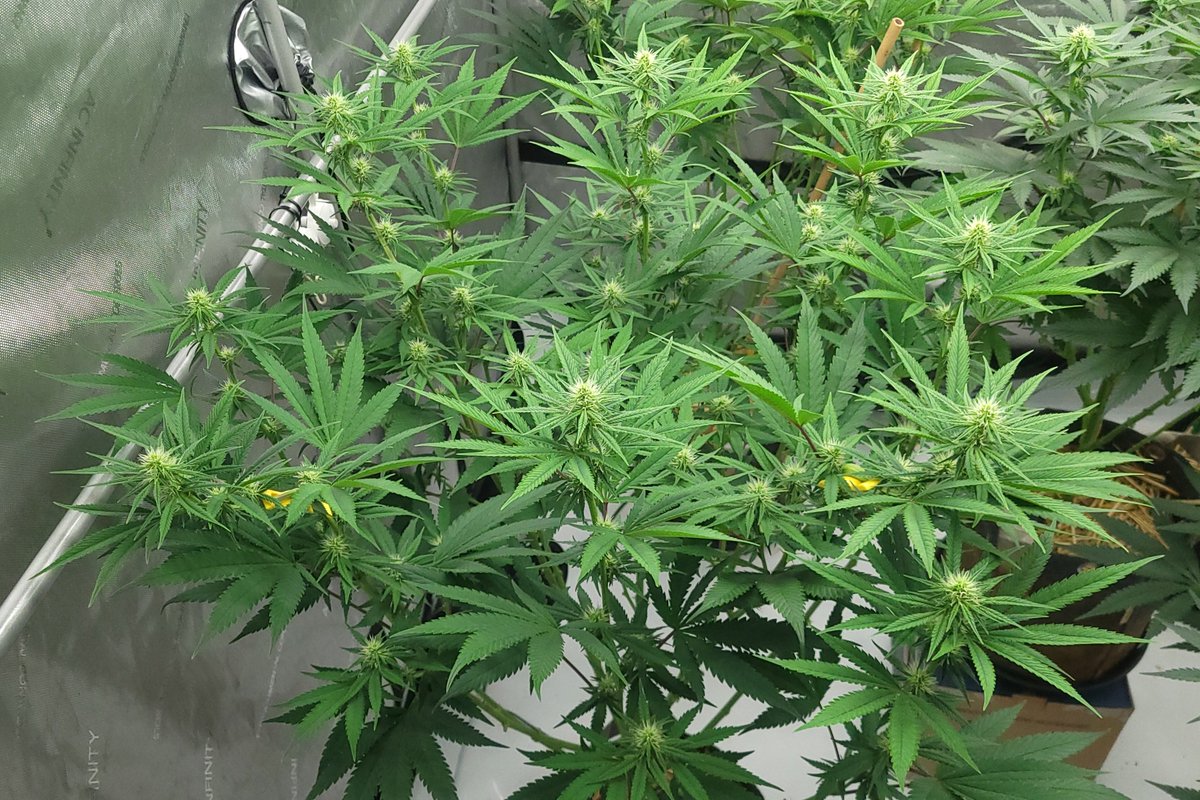 3rdEyeTravels's tweet photo. Toxic Blues by Out Of Time Genetics @OutOfTimeGenes day 16 of flower.  She is doing great. I can't wait to see her flowers.  😁🌿🌱🌱 https://t.co/TfPaLzuEF9