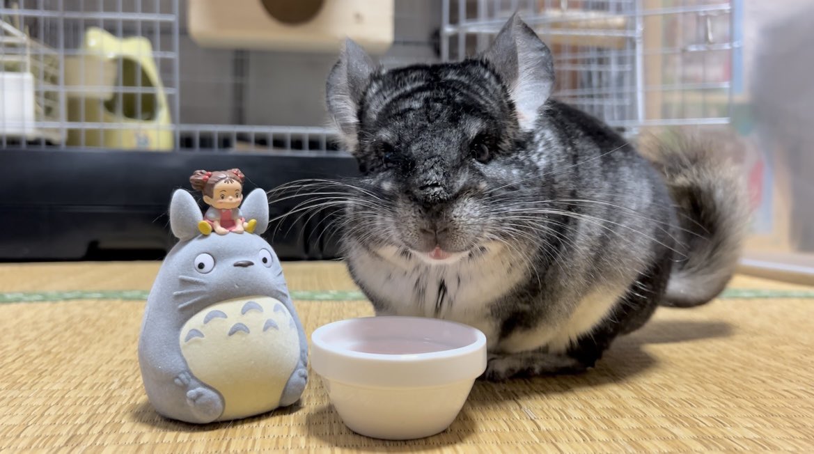 cu_nyan22's tweet photo. ①この生き物が
②いつもこの寝方してるけど
③今日この寝方してて可愛い♡

アザラシみたい🦭♡ https://t.co/IEyI71dTg0