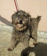 CLASSICLETSFOLK's tweet photo. まだお迎えないようです
愛知県のみならず 他県の方も確認を
愛知県動物愛護センター尾張支所まで
赤い首輪 トイプードル オス
7月17日 津島市大縄町で保護 https://t.co/RN8JEAlqKj