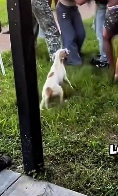 USMCDaddysGirl's tweet photo. @DeepSt8Cringe I'm just glad the puppy didn't get hurt! 😳 https://t.co/yXyZDpXkpK