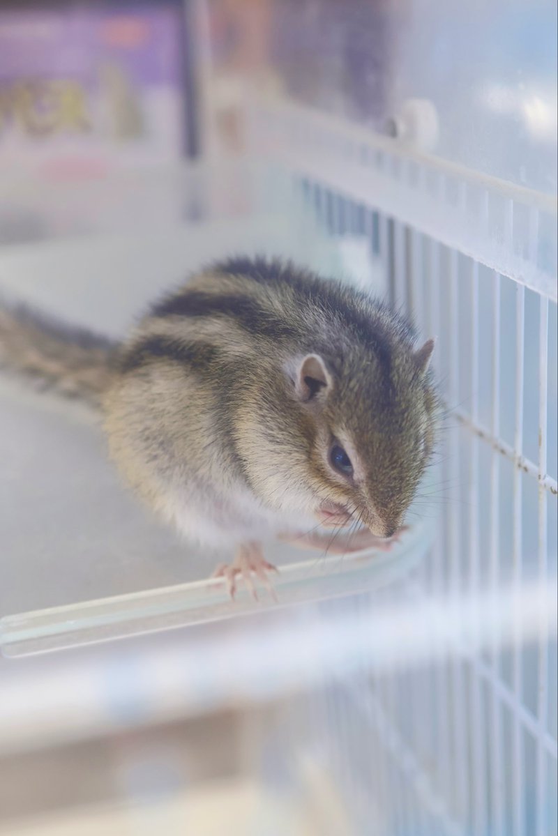 シマリス