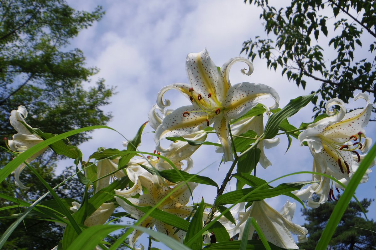 mperb26dett's tweet photo. 日曜日に、山百合を観に森林公園に行ってきた。午前中から既に蒸し暑かったけど、レンタル日傘で日傘男子デビューしてきた。想像以上に涼しかったけど、写真撮るときちょっと邪魔。帰りに「ぼたん」によって、とんかつとカキフライで汗で流れたミネラル補給。#pentaxq7 https://t.co/ARG2oLCmrJ