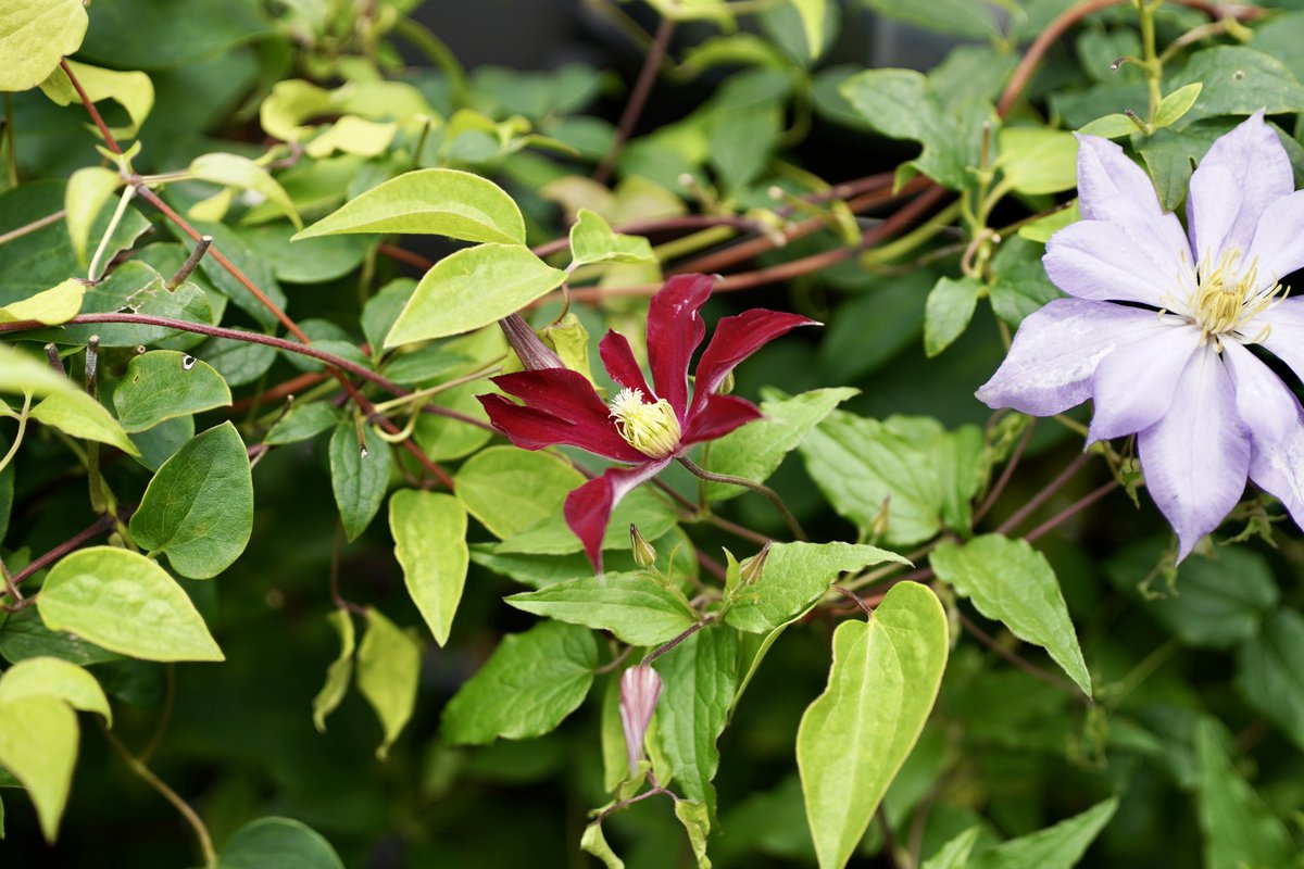 ooedoClematis's tweet photo. 大江戸家のクレマチス
二番花シリーズ
グロリアスレッド 
5月28日に全切り
#クレマチス 
#グロリアスレッド https://t.co/d91LDuaV83