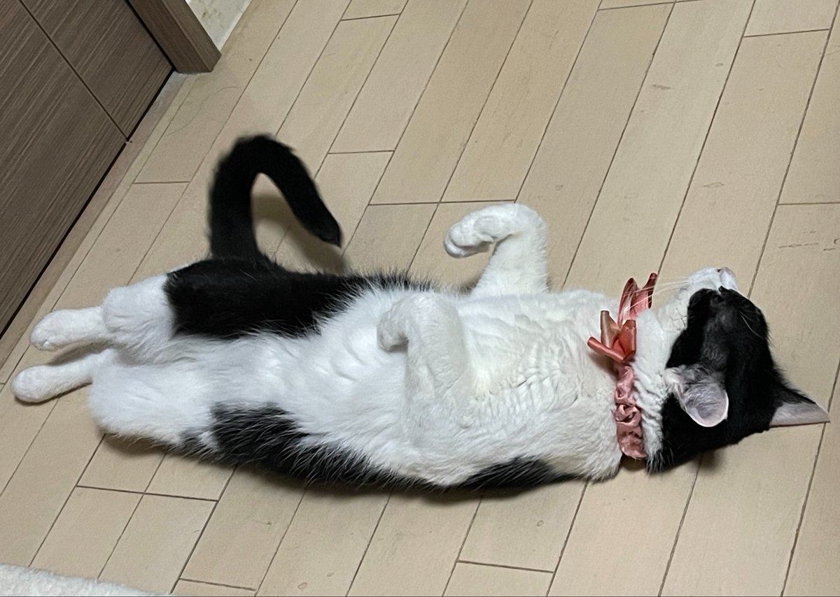 vtkasiwa's tweet photo. 歌っていてブレスする時に肩が上がったり肋骨が広がる方は腹式呼吸出来ていませんので1度こんな感じで仰向けになって鼻でゆっくり呼吸して下さい。肩や胸ほとんど動かないですよね？次はアカペラで適当に歌ってみてください。ほら腹式呼吸で歌えていますにゃ #保護猫先生 #ボイトレ #無料体験レッスン https://t.co/goM1jo86jP