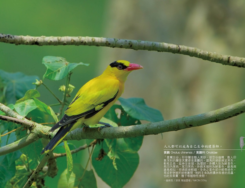jiantimou's tweet photo. 黃鸝 Oriolus chinensis / 黃鸝科 Oriolidae
NIKIN D2Xs https://t.co/OIAs0afP5g