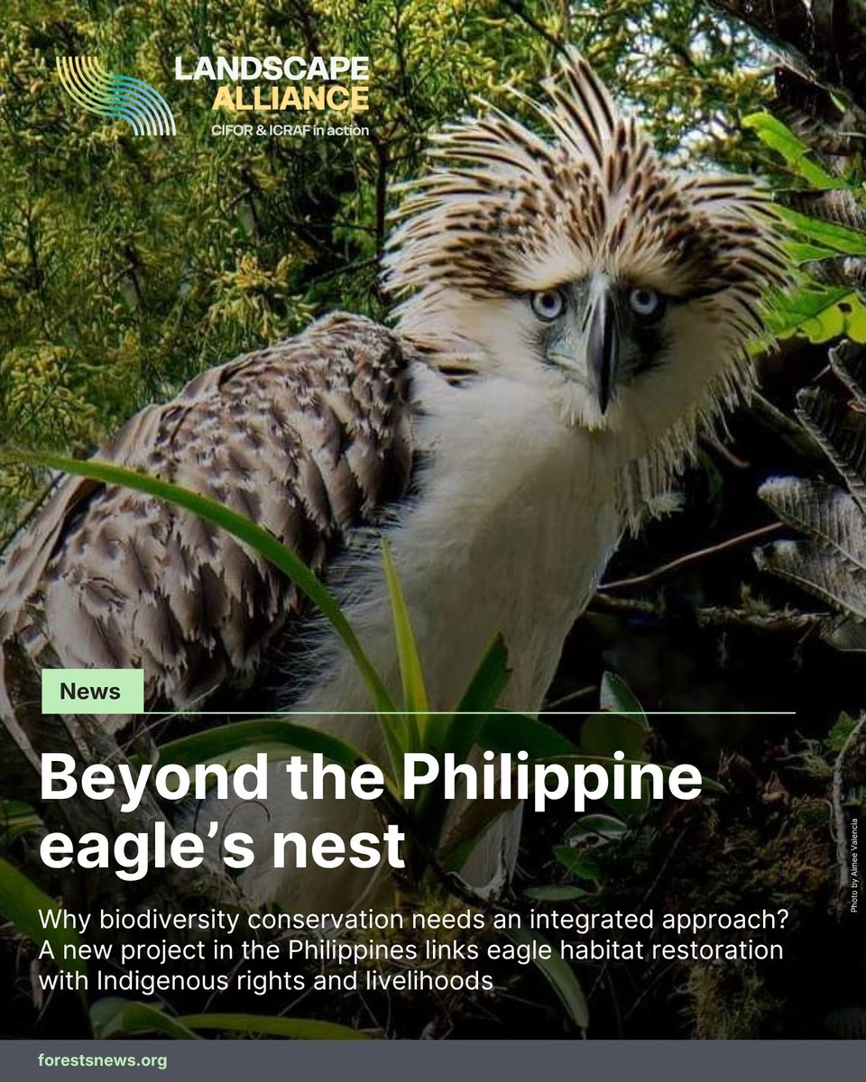 TheLandAlliance's tweet photo. The Philippine eagle is one of the world's most endangered birds, with only around 400 pairs estimated to remain in the wild.

Read how a new project is working to support the future of this iconic species.

🔗: https://t.co/PdcjiX2JXG

#LandscapeAlliance https://t.co/kqyWxkhTbk