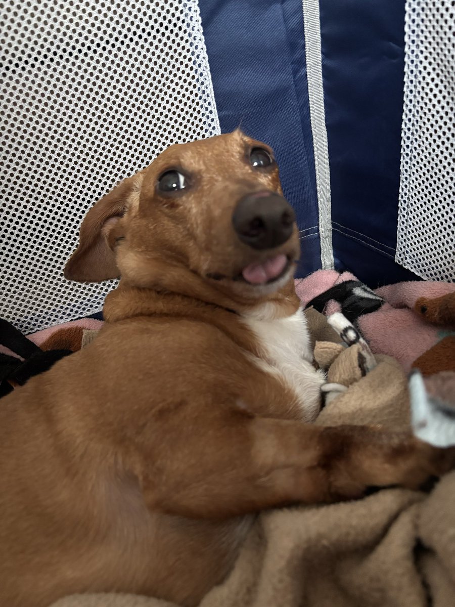 Moon_Princessss's tweet photo. If y’all wanna know what a stubborn Ham looks like, here’s a typical dachshund for you. He’s high off his meds, laying in his playpen because he chooses to randomly launch himself off the couch on occasion and he’ll be 10 years old next month so it’s catching up to his back 🥲 https://t.co/kwuxBxqk8y