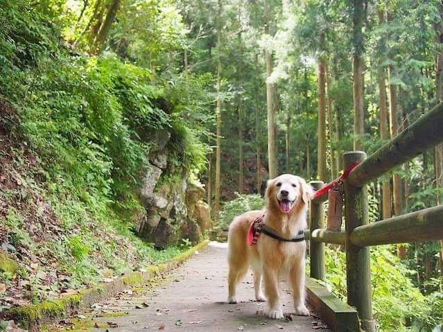 larph_crea's tweet photo. ５年前の今日の写真
マイナスイオンいっぱいの
山のお散歩コースで🌿 https://t.co/cSNI8vQI8h